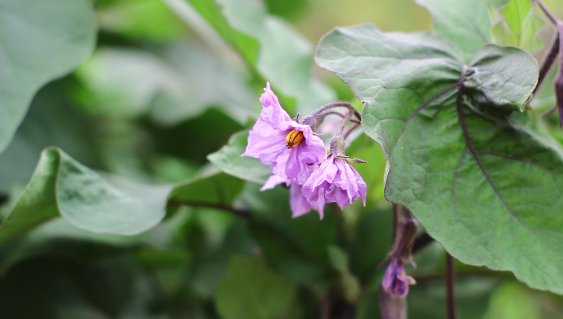 A purple flower surrounded by green leaves. 