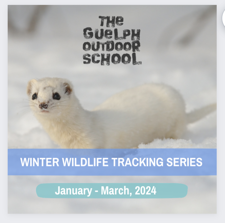 A winter weasel in the snow with text overlaid.
