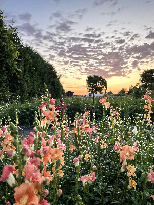 Peach and pink snapdragon flowers agains a sunset.