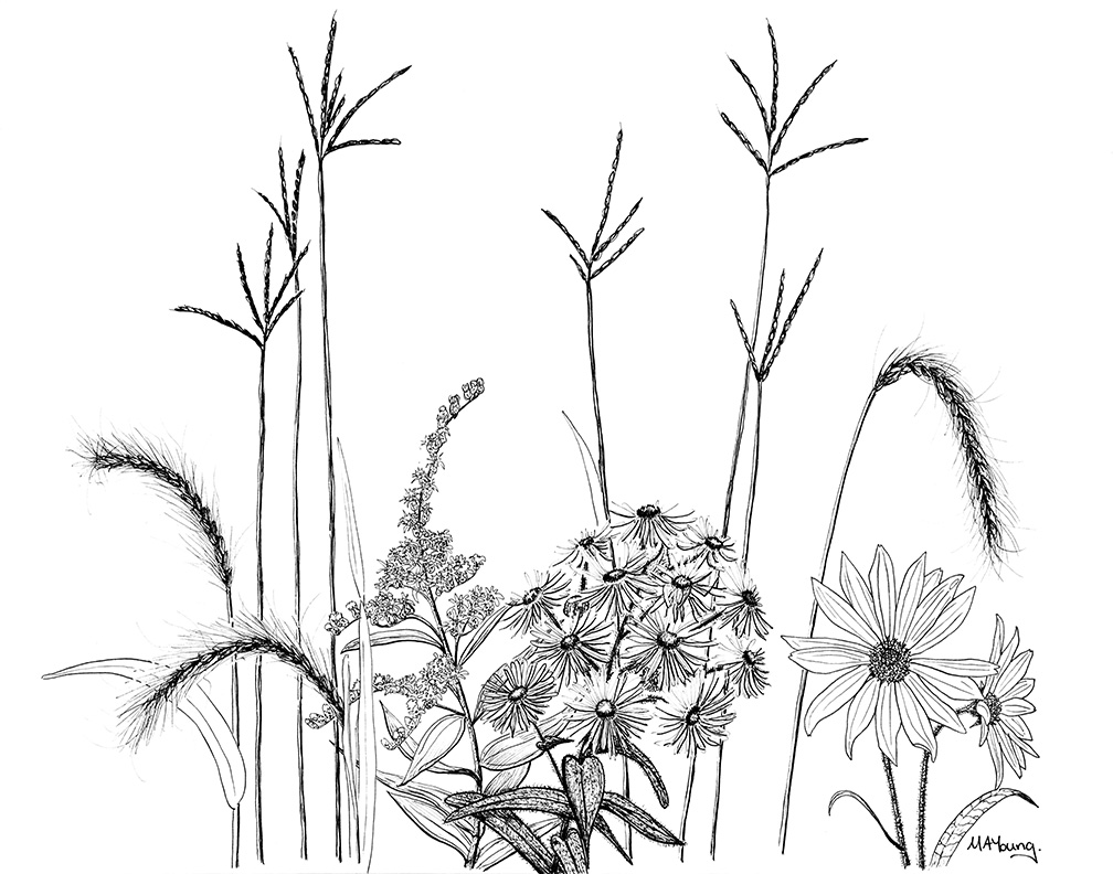 Fineliner drawing of flowers and other flora